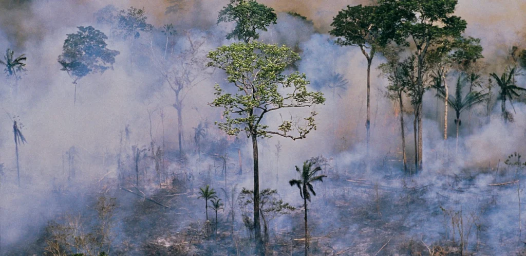 Krisen i Amazonas – vad du kan göra
